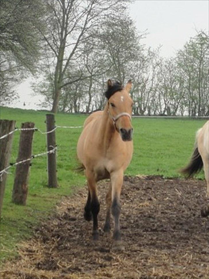 Anden særlig race  #  Mira  # - 30-04-2010 billede 9