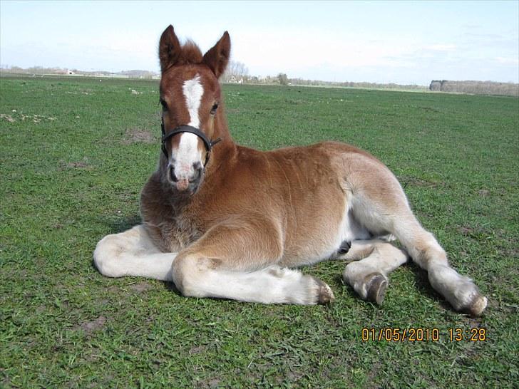Schleswiger Enzo Toft - er JEG ikke bare nussert??? Foto mig selv billede 14