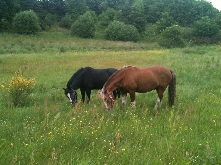 DSP Bæklunds Capone - Capone og Ginger nyder at være kommet på sommergræs :-) billede 14