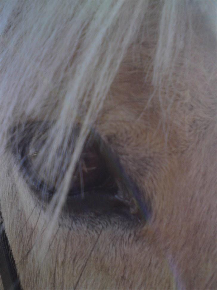 Fjordhest Gaia pigen :b - Velkommen til Gaia´s profil :) (Gaia´s smukke øje!) billede 1