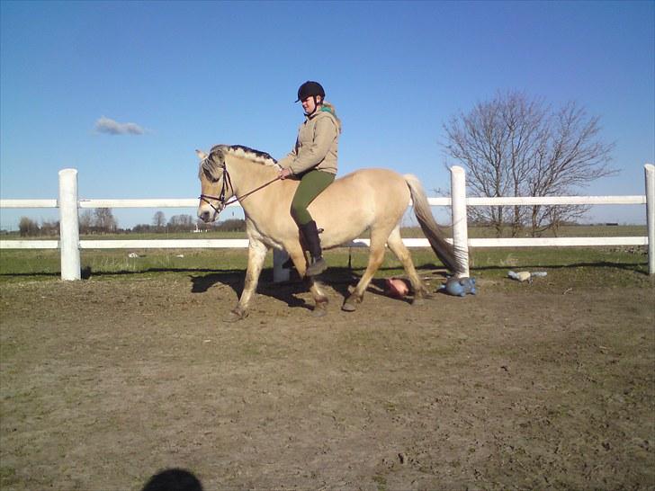 Fjordhest Gaia pigen :b - VED JEG HAR LANGE BEN; MEN MIN VÆGT SIGER HUN INTET TIL, SÅ!! billede 2