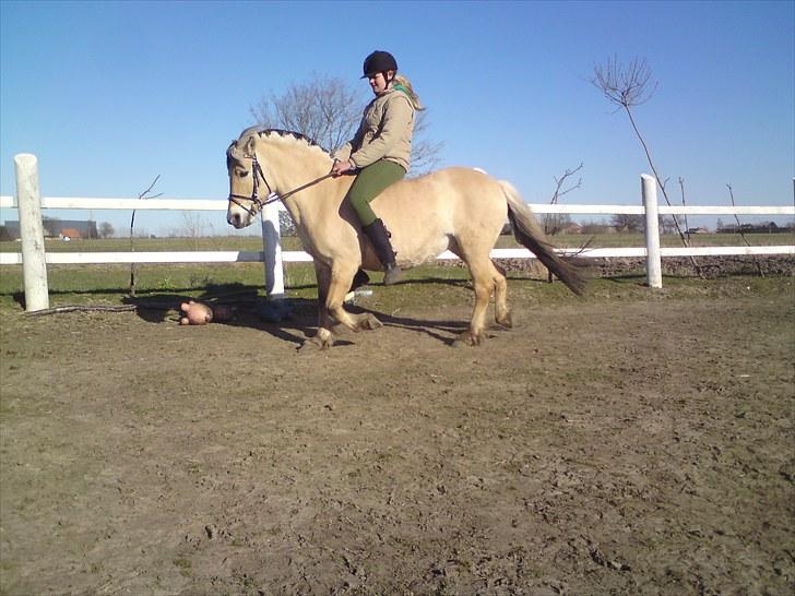 Fjordhest Gaia pigen :b - Ja, en tur er altid dejlig :) billede 3