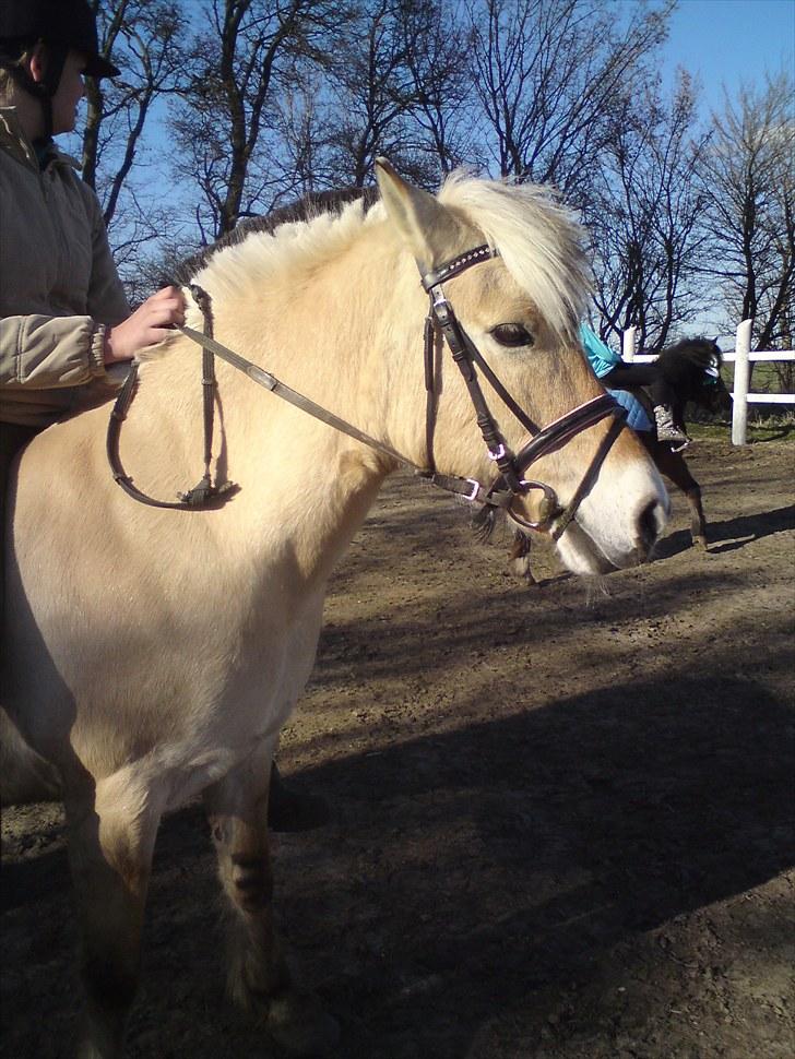Fjordhest Gaia pigen :b billede 5