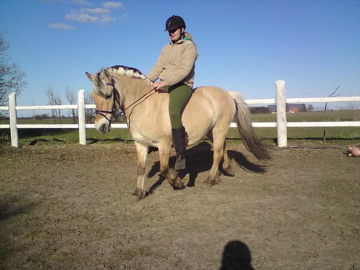Fjordhest Gaia pigen :b - Lidt trav :) billede 7