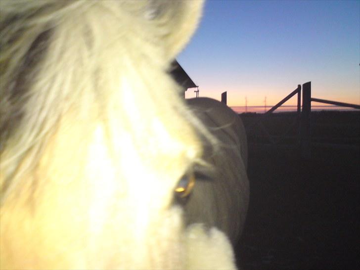 Fjordhest Gaia pigen :b - hendes flotte hovede i solnedgangen!<3<3 billede 8
