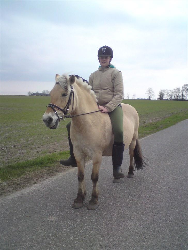 Fjordhest Gaia pigen :b - På tur :) billede 9