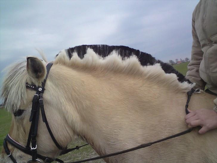 Fjordhest Gaia pigen :b - Jeg har klippet hendes man, er det ikke flot? :) billede 10