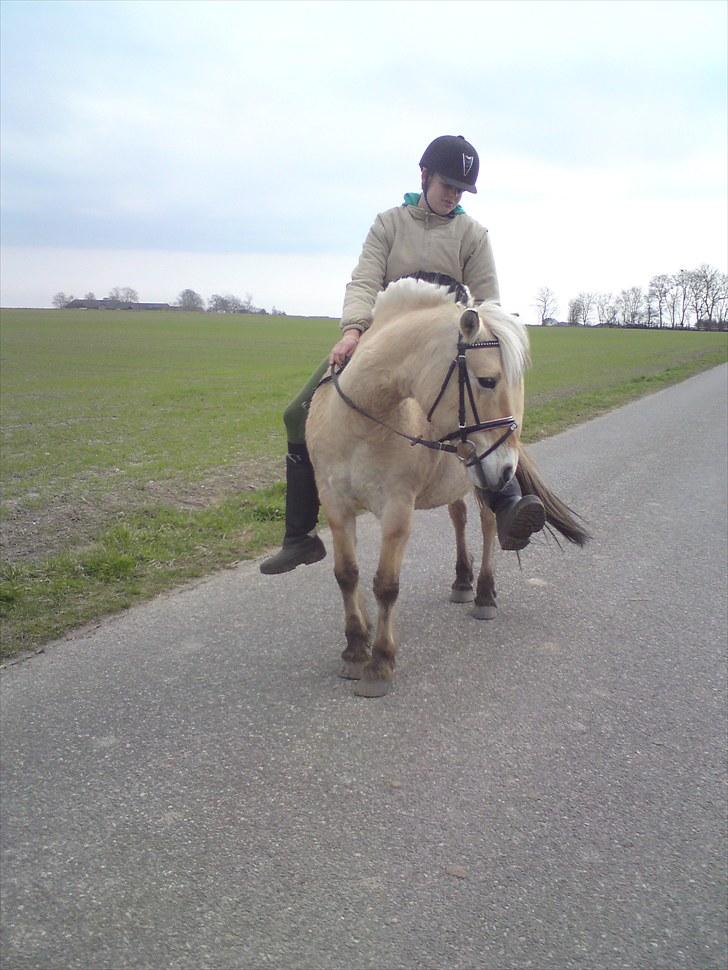 Fjordhest Gaia pigen :b - "Hmm jessie, synes din støvle smager godt" xD hehe billede 11