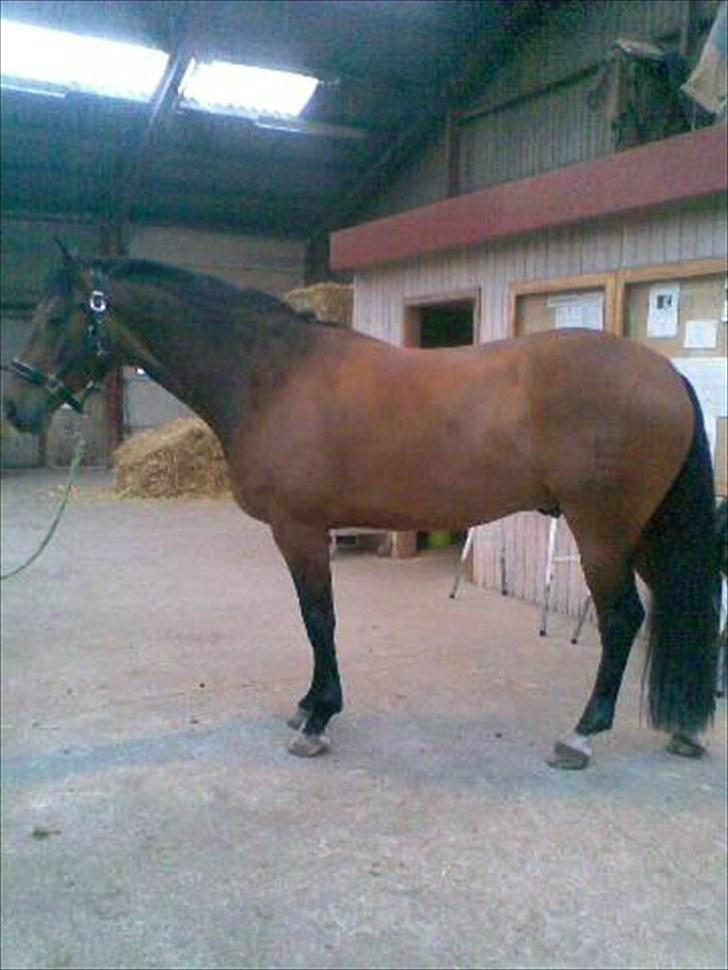 Dansk Varmblod Landlyst´s Sir Barry(himmelhest) - så blev barry 5 år. nu ser han snart voksen ud billede 1