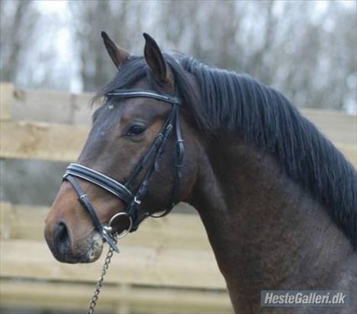 Dansk Varmblod Landlyst´s Sir Barry(himmelhest) - barry 2 år, bare skøn udstråling.. billede 5