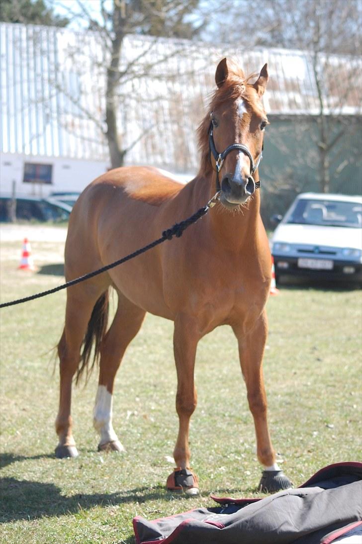 Anden særlig race MR. BOMBASTIC billede 7