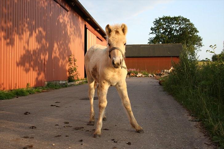 Fjordhest Lamhaves Zoey - Nurh xD Hvor er hun dejlig!! D. 16/07-2010 billede 11