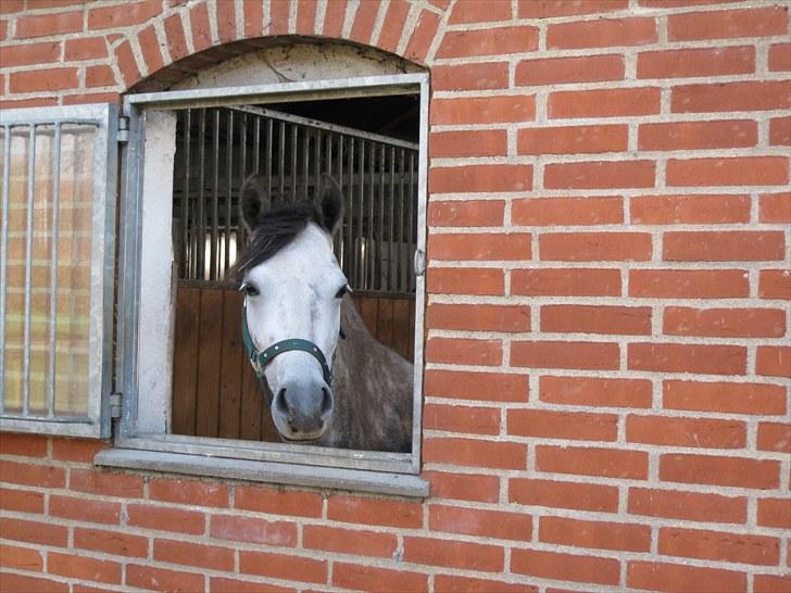 Welsh Pony (sec B) Vongkærgårds Annabell - Hej hej er der nogle? billede 7