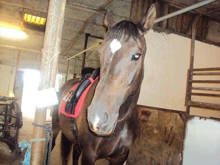 Dansk Varmblod Fan Ace  DH hoppe *halvpart* - 16# billede 9