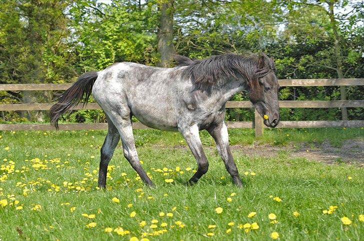 Tennessee Walker Sparkling Blue Nell - Nelly 1 år, d. 26/4 2011. billede 1