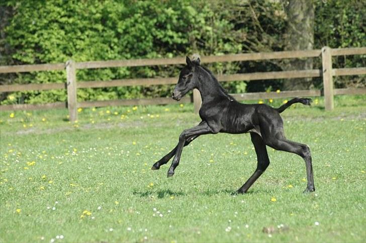 Tennessee Walker Sparkling Blue Nell - Nelly leger billede 2