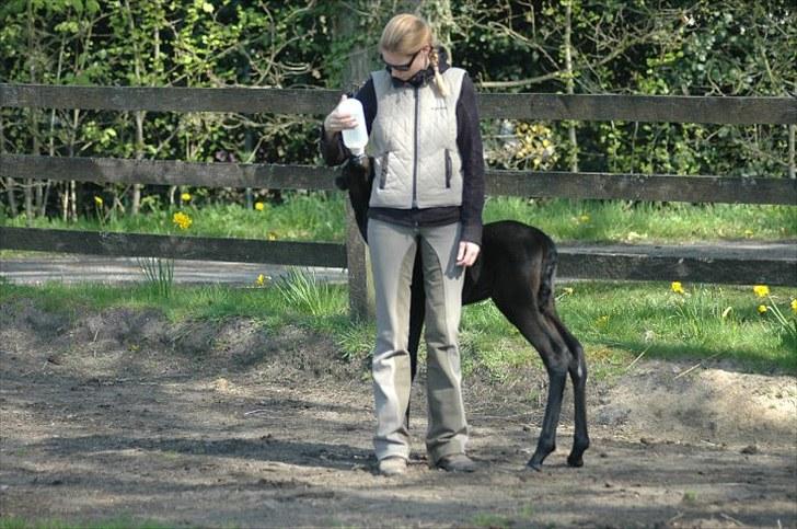 Tennessee Walker Sparkling Blue Nell - Så er det tid til middagsmad billede 3