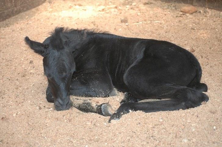 Tennessee Walker Sparkling Blue Nell - Nelly 1 dag gammel d. 25/4 2010 billede 4