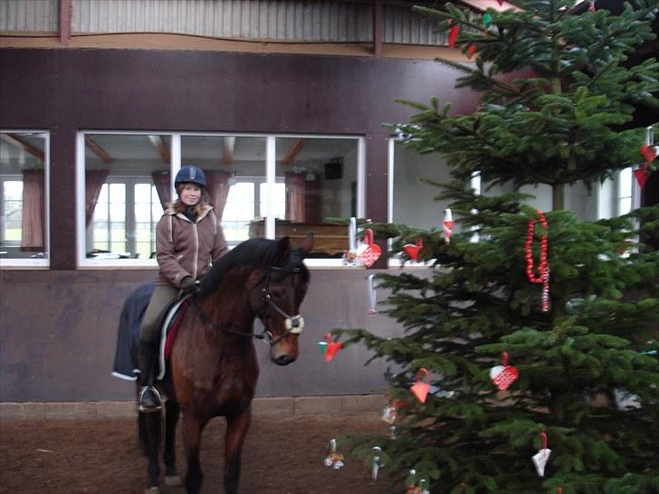 Anden særlig race Westfaler Elated (solgt) - Elated holder jul på rideskolen det er et meget spændede (og lidt farligt) juletræ. billede 1