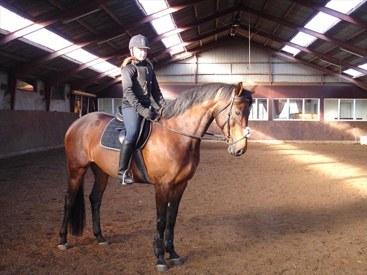 Anden særlig race Westfaler Elated (solgt) billede 2