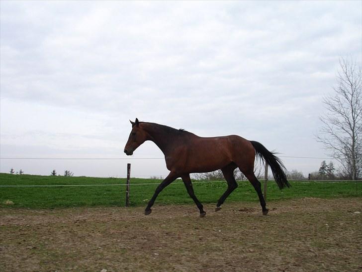 Anden særlig race Westfaler Elated (solgt) billede 3