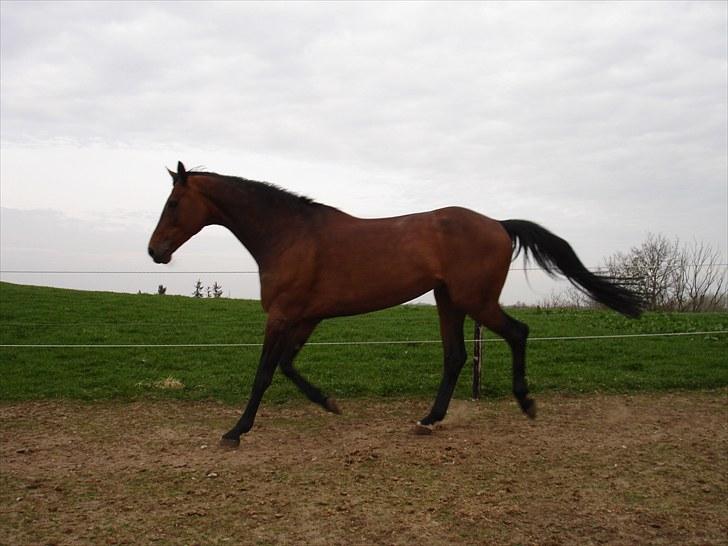 Anden særlig race Westfaler Elated (solgt) billede 4