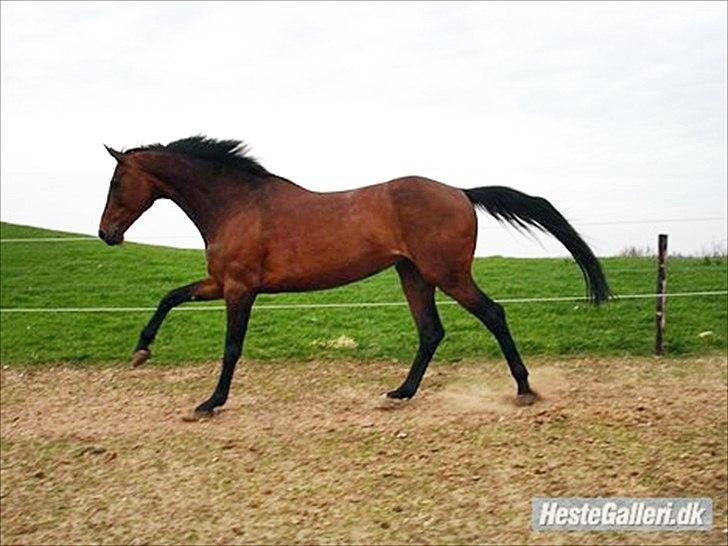 Anden særlig race Westfaler Elated (solgt) - Smuk, smukkere og smukkest!!! billede 5
