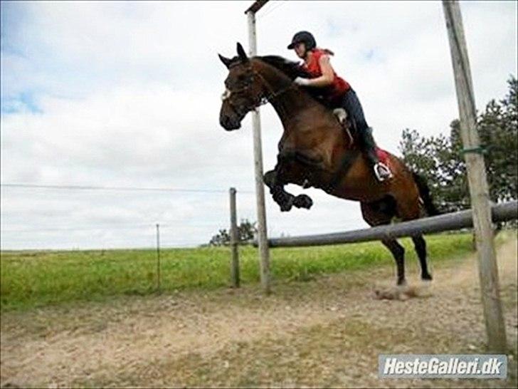 Anden særlig race Westfaler Elated (solgt) billede 6