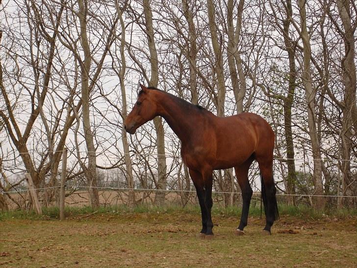 Anden særlig race Westfaler Elated (solgt) billede 7