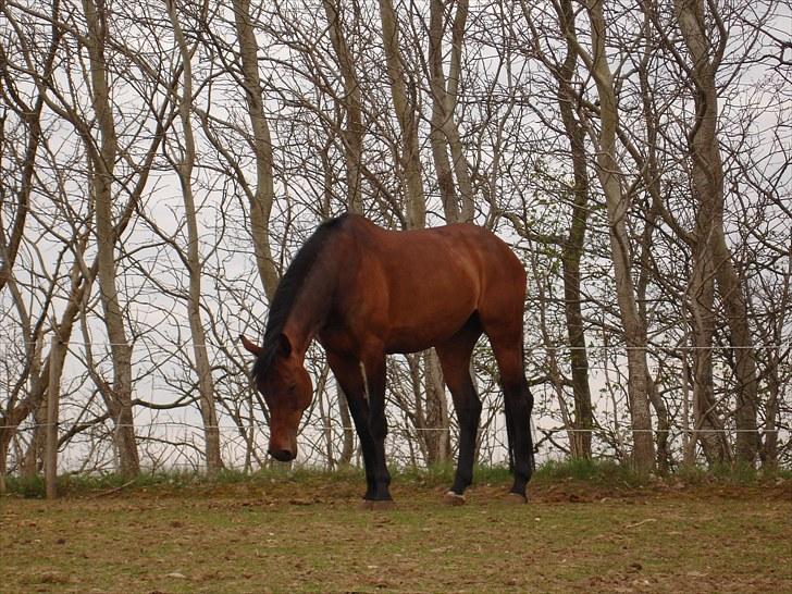 Anden særlig race Westfaler Elated (solgt) billede 8