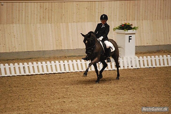 Anden særlig race Magic Manipu <3 - Landsstævne i Århus kat. 2 billede 3