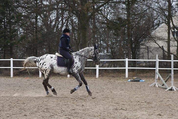 Knabstrupper Seda af Stensbjerg - Seda i galop på springbanen 29-3-2011 billede 8