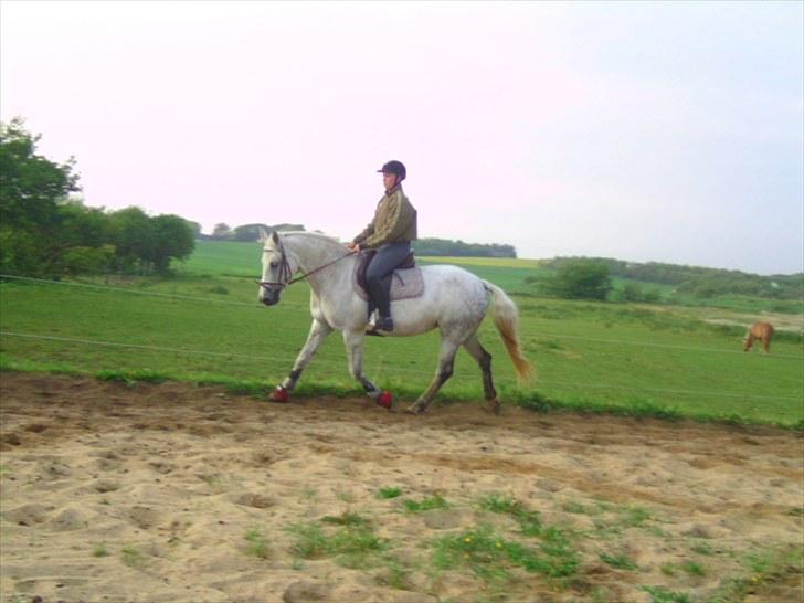 Connemara Rabel'<33 'Solgt'<3 - Fine fine Rabell :) & miiq med forstuet håndled :/ billede 9