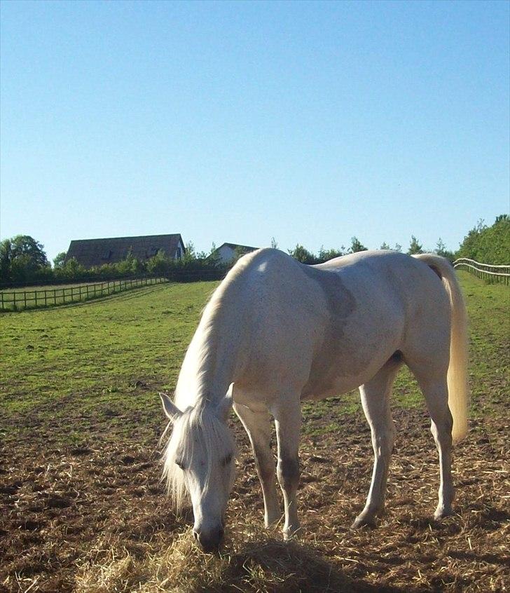 Connemara Enghøjs Irish Jewel - Juvel på fold. billede 9