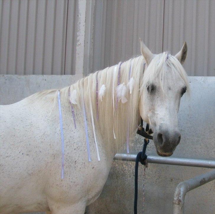 Connemara Enghøjs Irish Jewel - Pyntet til ringridning.  billede 13