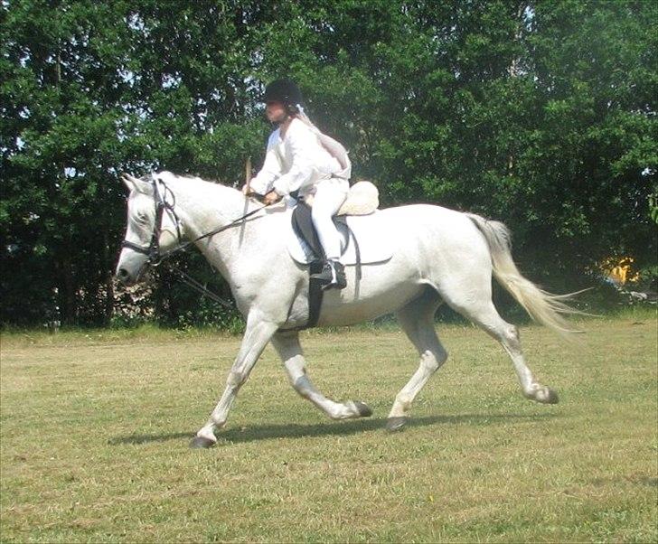 Connemara Enghøjs Irish Jewel - Så er det op med lansen;) billede 14