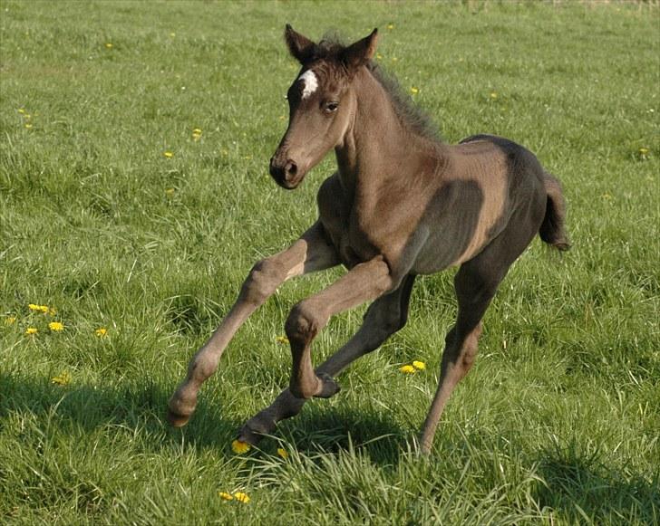 Trakehner Kamoon Dyrhave (solgt)  - Kamoon Dyrhave 2006 billede 1