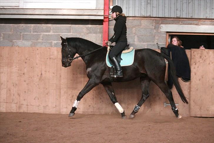 Trakehner Kamoon Dyrhave (solgt)  - Undervisning 2010 billede 2