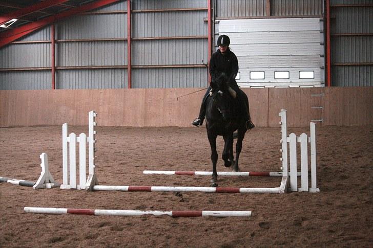 Trakehner Kamoon Dyrhave (solgt)  billede 3