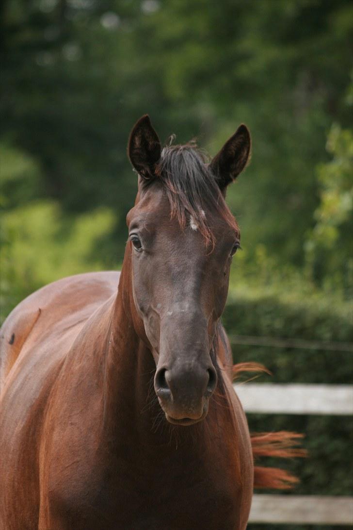 Trakehner Kamoon Dyrhave (solgt)  billede 5