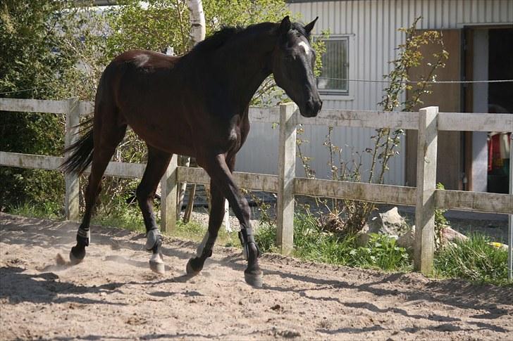 Trakehner Kamoon Dyrhave (solgt)  billede 6