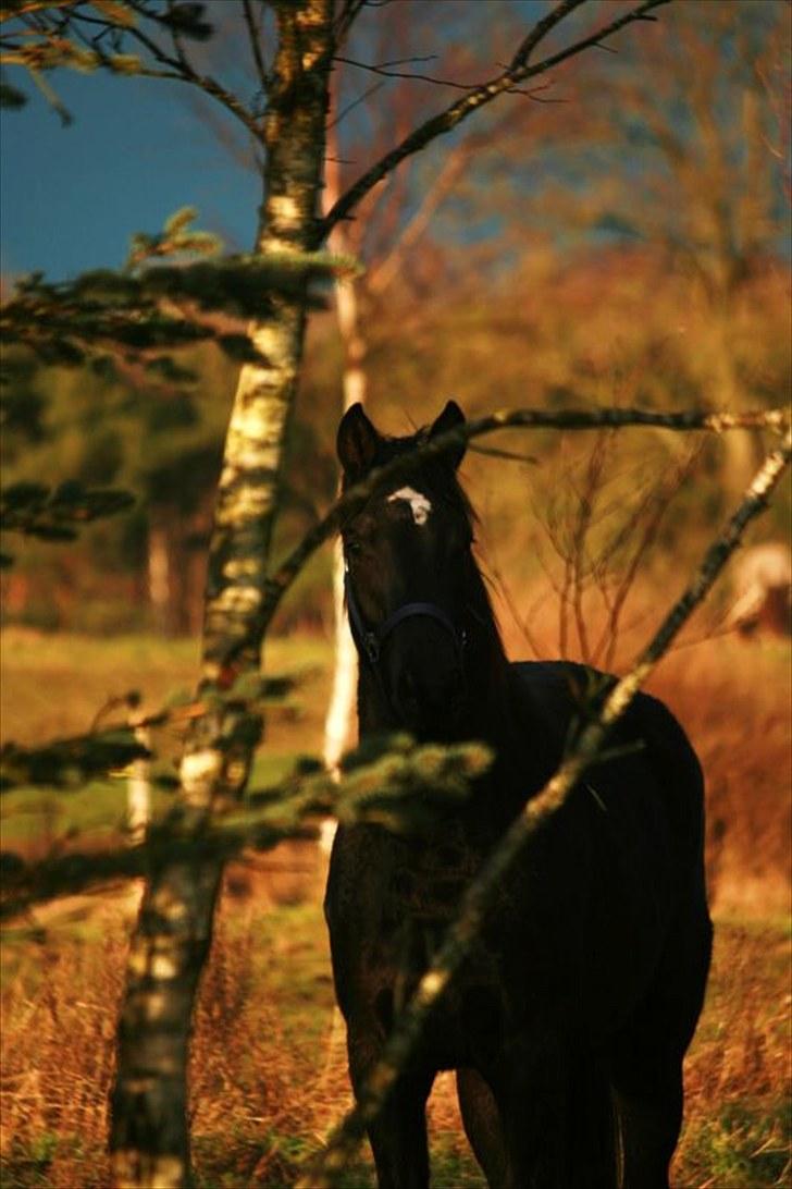 Trakehner Kamoon Dyrhave (solgt)  billede 7