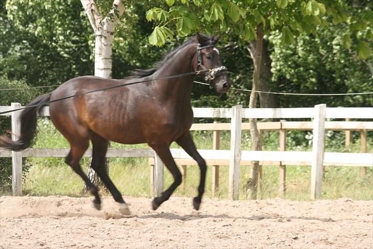 Trakehner Kamoon Dyrhave (solgt)  billede 8