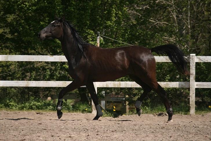 Trakehner Kamoon Dyrhave (solgt)  billede 9