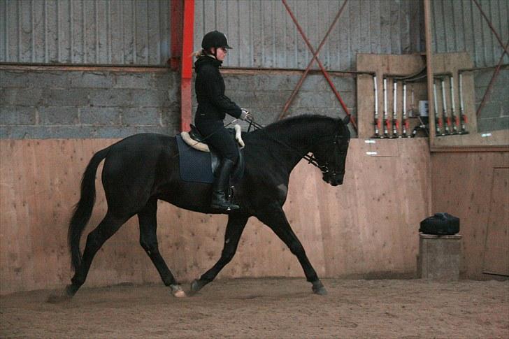 Trakehner Kamoon Dyrhave (solgt)  billede 10