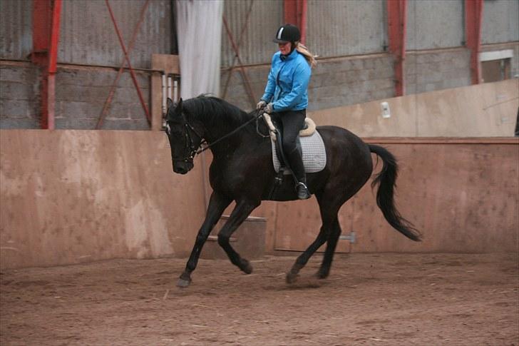 Trakehner Kamoon Dyrhave (solgt)  billede 11