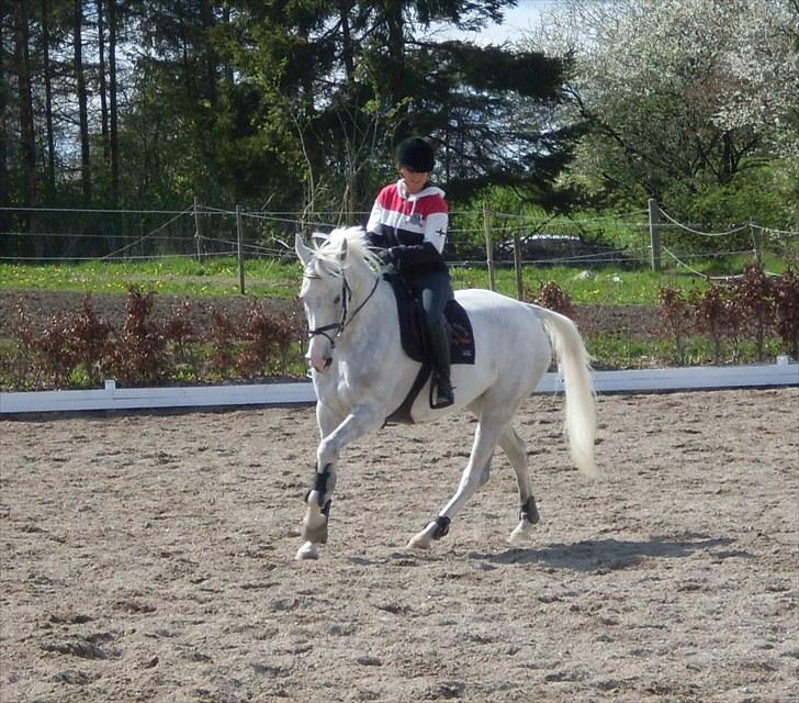 Tysk Oldenburger Certina   - dressur :D  billede 10