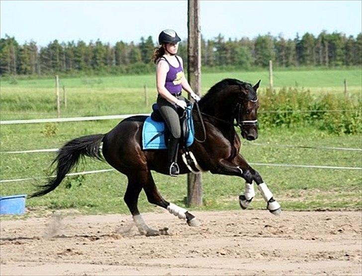 Trakehner Domino - Velkommen til Dominos profil. billede 1