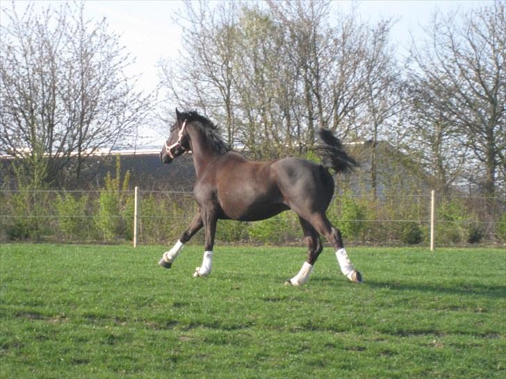 Trakehner Domino - Første dag på fold, på Bogø. billede 3