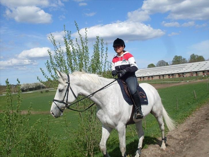 Tysk Oldenburger Certina   - TUR ! :D  billede 11